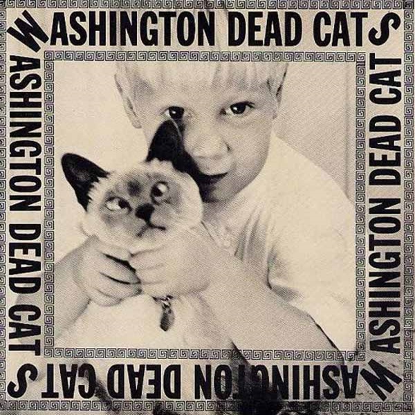 washington dead cats