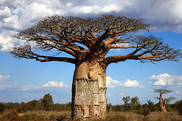 le baobab