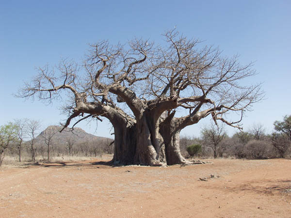le baobab