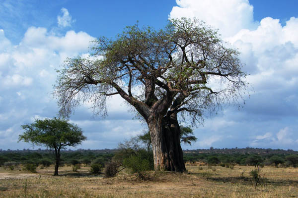 le baobab